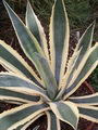Agave Americana